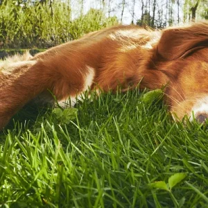 Groomer's Choice