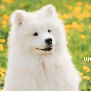 Groomer's Choice