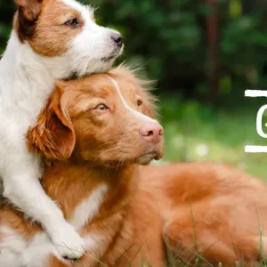 Groomer's Choice