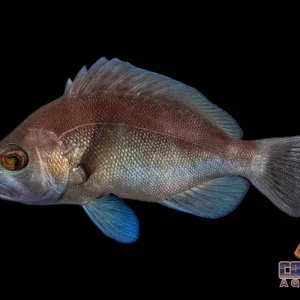 Grouper - Hamlet Black