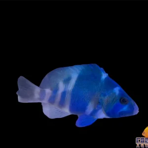 Grouper - Hamlet Indigo