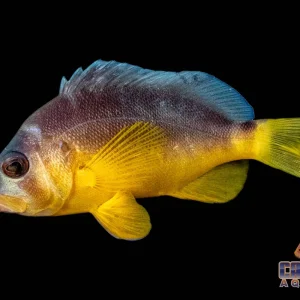 Grouper - Hamlet Yellow Belly