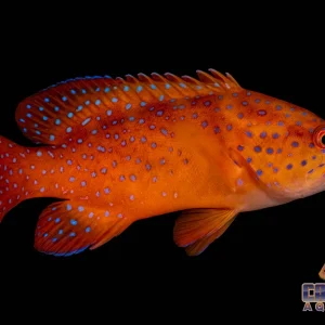Grouper - Miniatus Md