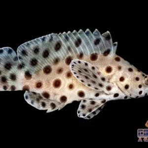 Grouper - Panther Md/Lg