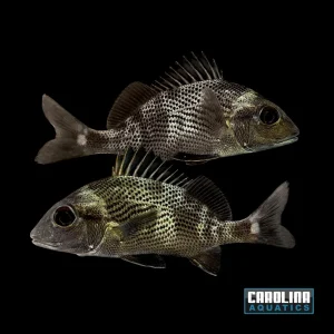 Grunt - Margate XL