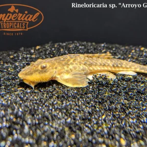 Guaviyu Whiptail