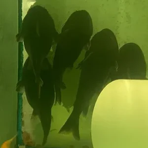 Gulper Catfish