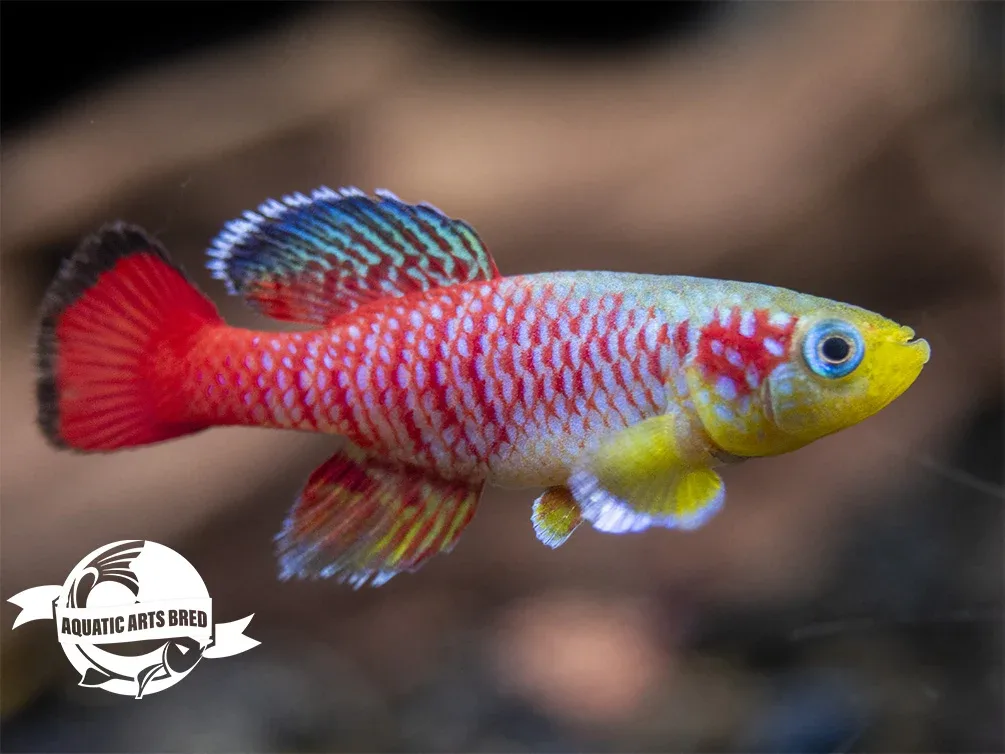 Gunther's Blue Zanzibar Killifish (Nothobranchius guentheri), BREDBY: Aquatic Arts - Image 2