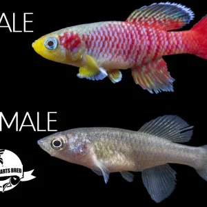 Gunther's Blue Zanzibar Killifish (Nothobranchius guentheri), BREDBY: Aquatic Arts