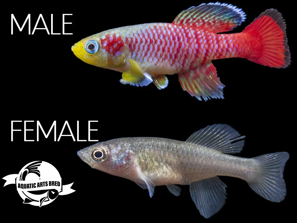 Gunther's Blue Zanzibar Killifish (Nothobranchius guentheri), BREDBY: Aquatic Arts
