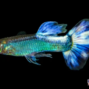 Guppy - Butterfly Blue