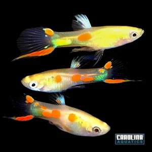 Guppy - Endler Calico