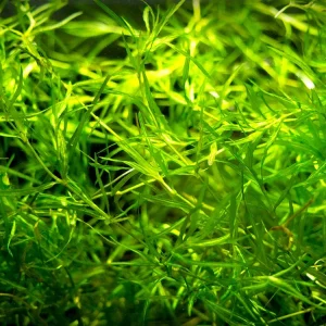 Guppy Grass AKA Najas Grass (Najas guadelupensis), Loose Portion