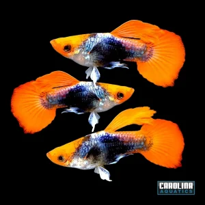 Guppy - Miracle Koi Red Balloon Body