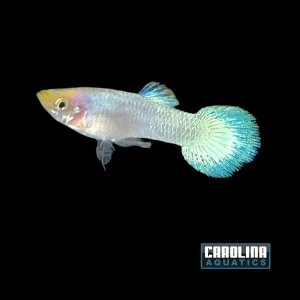 Guppy - Platinum