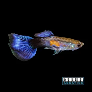 Guppy - Purple Queen