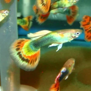 Guppy - Sunray
