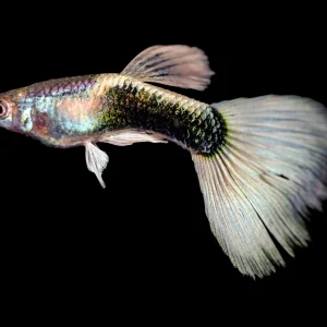 Guppy - White Tux