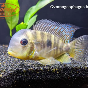 Gymnogeophagus balzanii