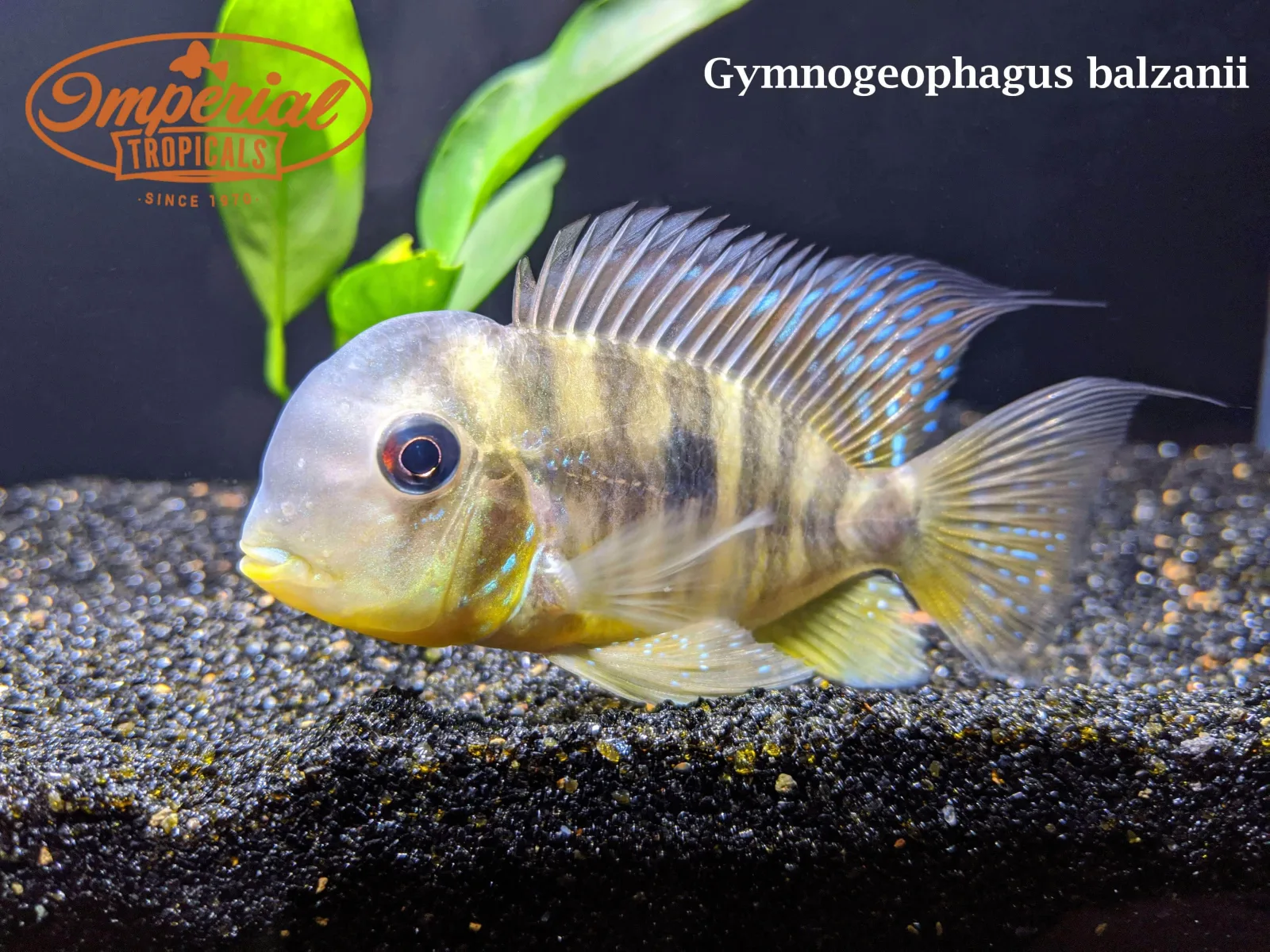 Gymnogeophagus balzanii