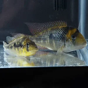 Gymnogeophagus gymnogenys