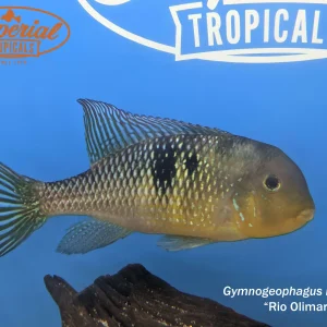 Gymnogeophagus labiatus Rio Olimar