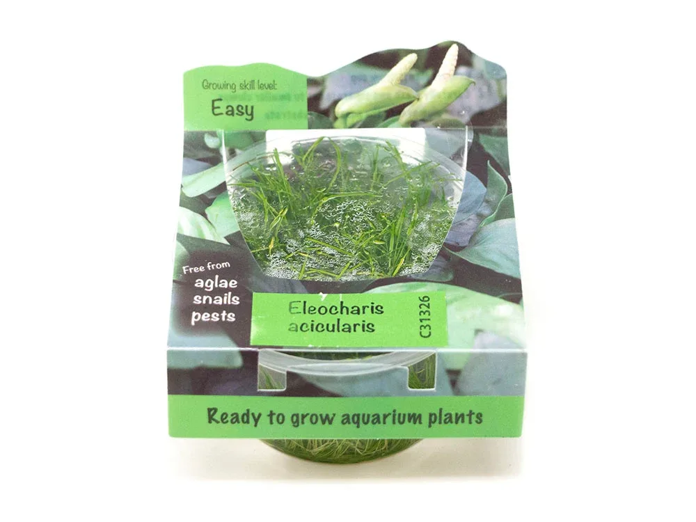 Hairgrass AKA Needle or Least Spikerush (Eleocharis acicularis) Tissue Culture - Image 2