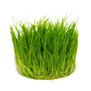 Hairgrass AKA Needle or Least Spikerush (Eleocharis acicularis) Tissue Culture