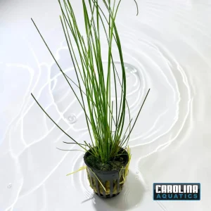 Hairgrass Giant Potted