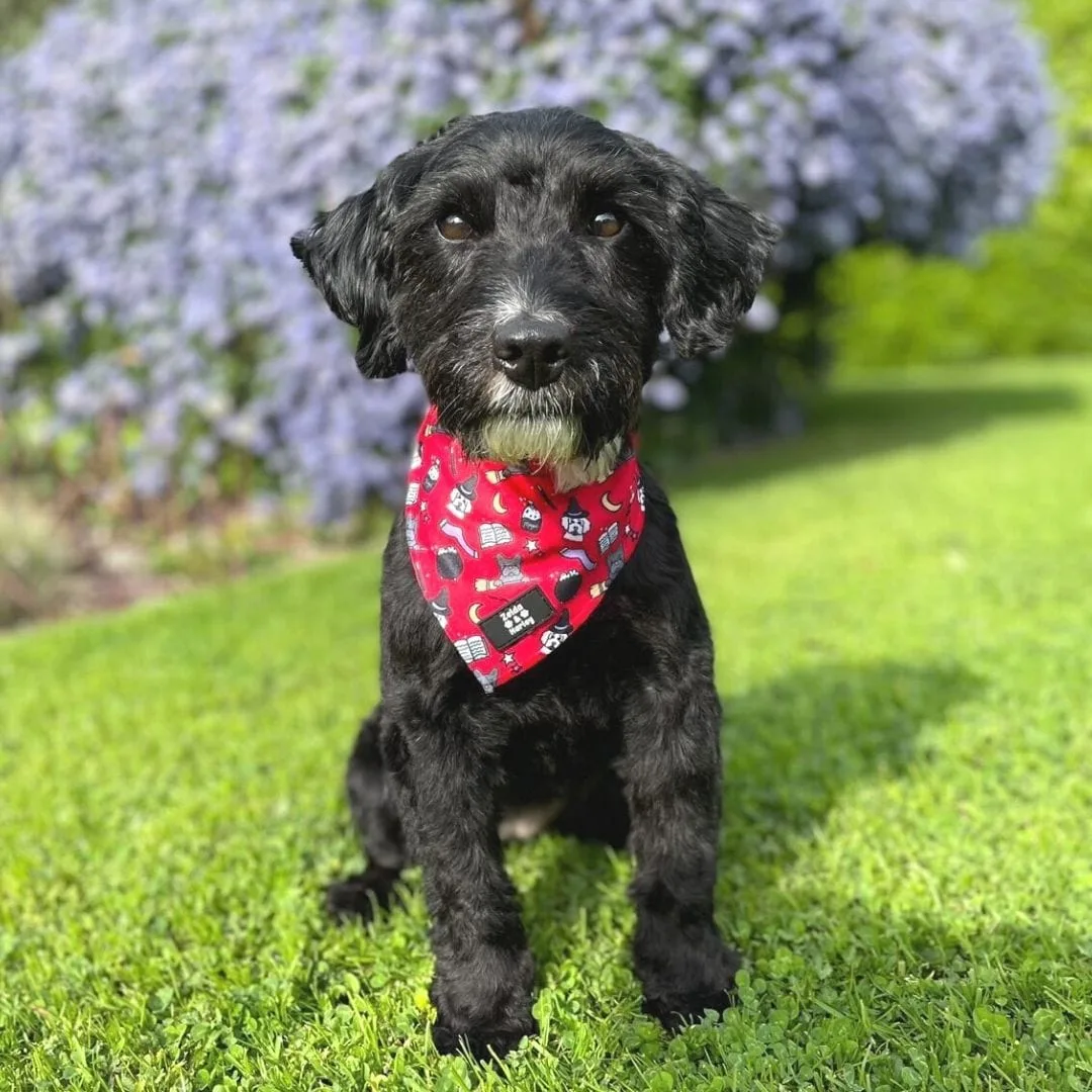 Hairy Pawter Bandana - Image 2