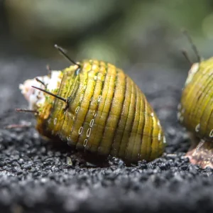 Hairy Thorn Nerite Snail (Clithon sp.)