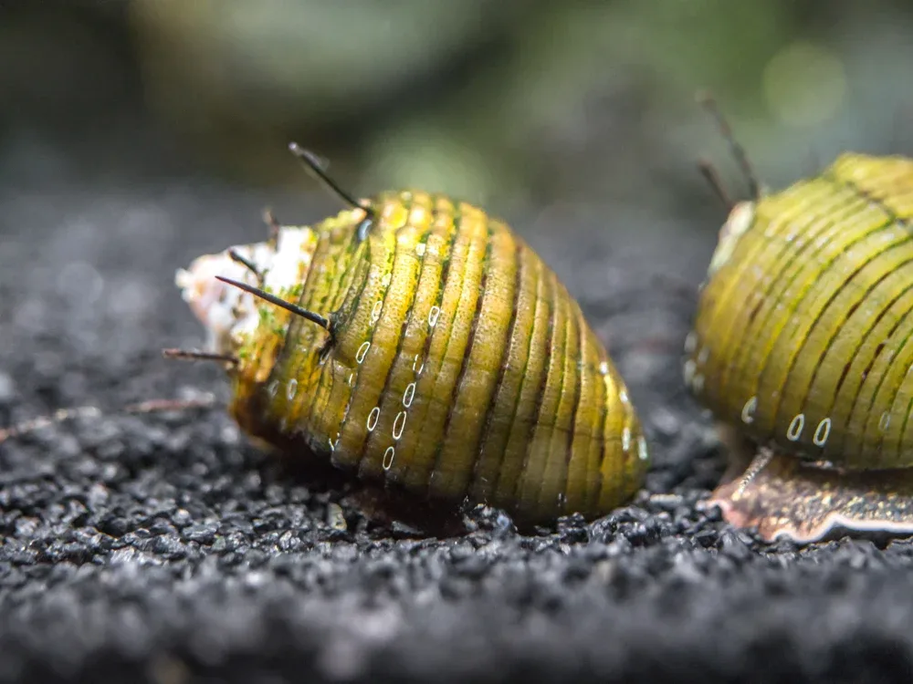 Hairy Thorn Nerite Snail (Clithon sp.)