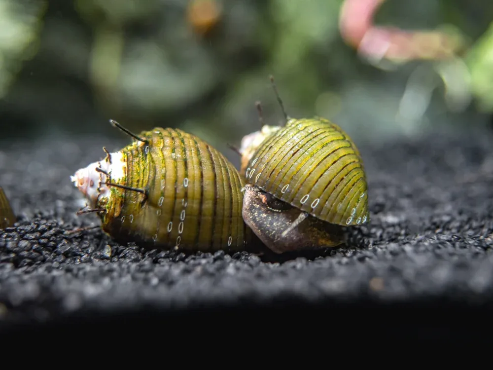 Hairy Thorn Nerite Snail (Clithon sp.) - Image 2
