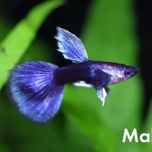 Half Black Blue Guppy (Poecilia reticulata) – Tank Bred
