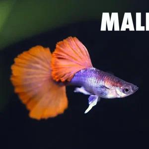 Half Black Rose Guppy (Poecilia reticulata) – Tank-Bred