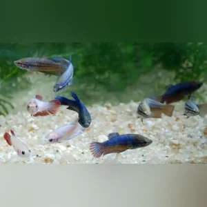 Halfmoon Betta Female