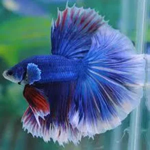 Halfmoon Butterfly Betta Male