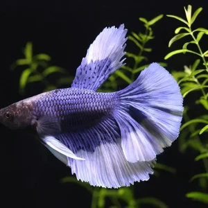 Halfmoon Butterfly Male Betta (Betta splendens) - Tank Bred