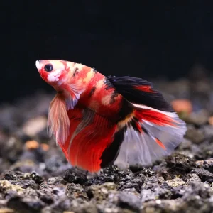 Halfmoon Koi Male Betta (Betta splendens) - Tank Bred