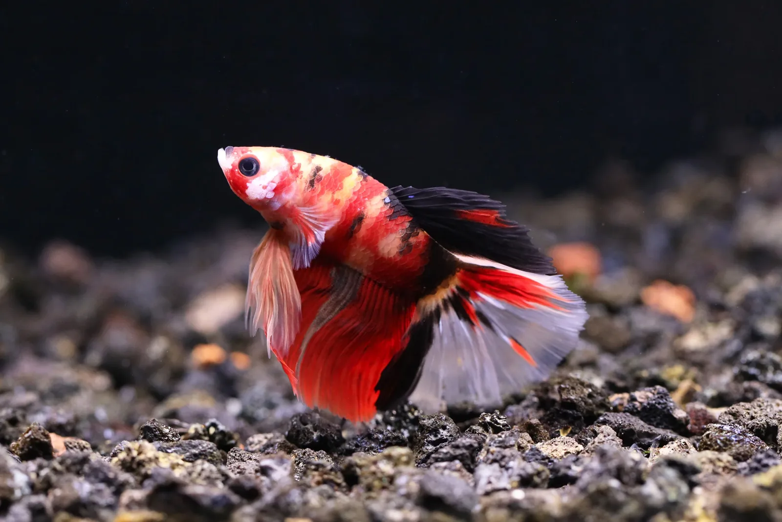 Halfmoon Koi Male Betta (Betta splendens) - Tank Bred
