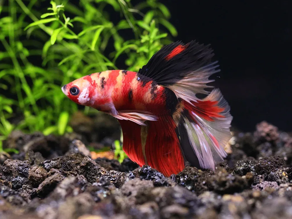 Halfmoon Koi Male Betta (Betta splendens) - Tank Bred - Image 2