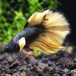Halfmoon Mustard Gas Male Betta (Betta splendens) - Tank Bred