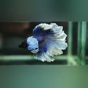 Halfmoon Rosetail Betta