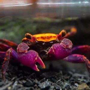 Halloween Vampire Crab (Geosesarma bicolor)