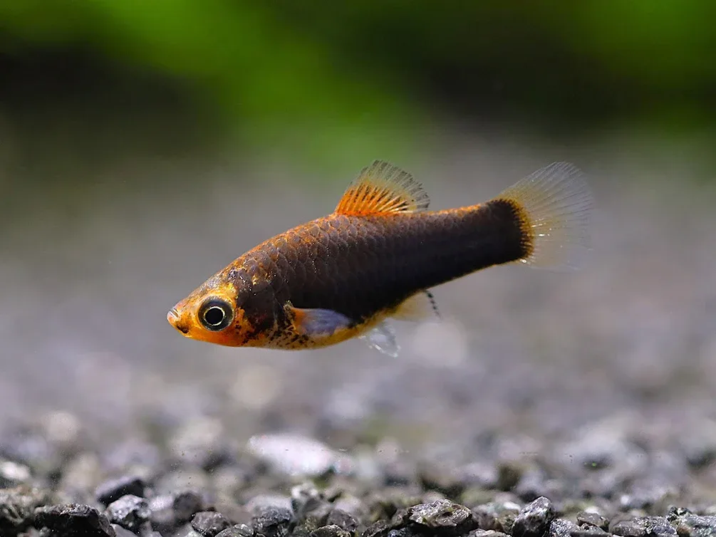 Hamburger Platy (Xiphophorus maculatus) – Locally Bred - Image 2