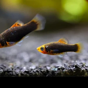 Hamburger Platy (Xiphophorus maculatus) – Locally Bred