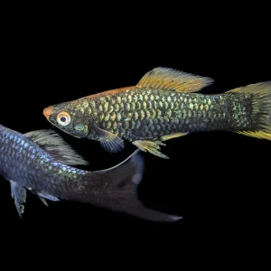 Hamburger Swordtail (Xiphophorus helleri hybrid) Tank-Bred!