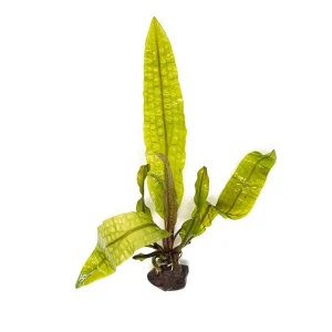 Hammer Leaf Bulb (Aponogeton bolivinianus)