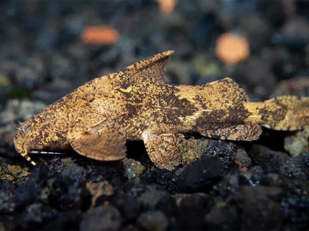Hara filamentosa AKA Salween Rock Catfish, Erethistes Filamentosus (Hara filamentosus) - Image 2