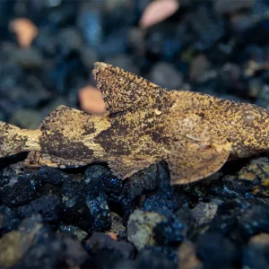 Hara filamentosa AKA Salween Rock Catfish, Erethistes Filamentosus (Hara filamentosus)